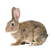 Aliments pour lapin