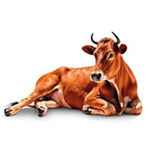 Aliments pour bovins et vaches laitières