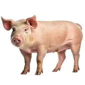 Aliments pour porc