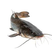 Aliments pour poissons