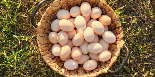 farm-fresh-chicken-eggs-in-basket-on-the-grass-in-2022-03-16-22-37-55-utc-min-v2.jpg
